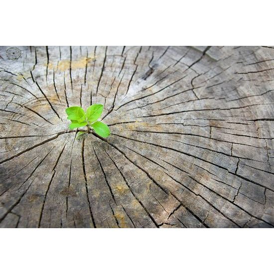 Samolepící fototapeta zrození zelené rostliny