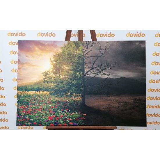 Obraz dva pohledy na strom