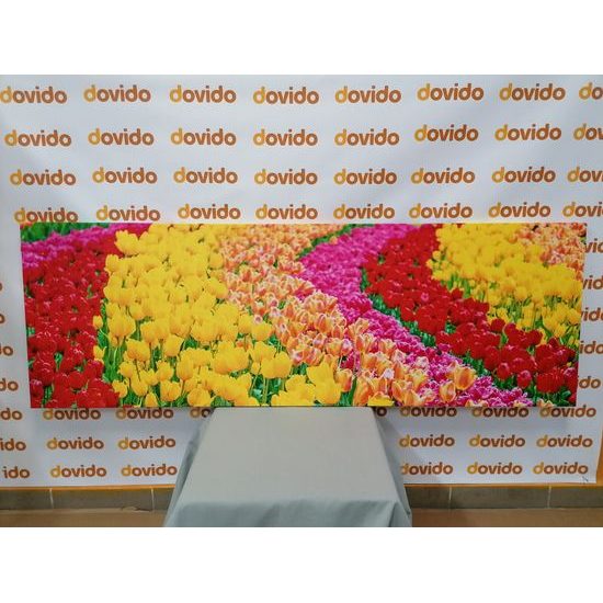 Obraz louka plná tulipánů