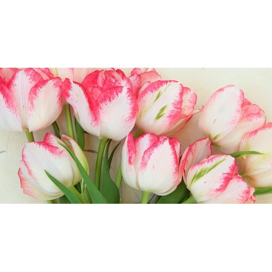 Obraz nádherné rozkvetlé tulipány