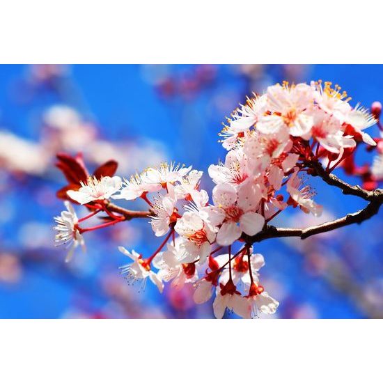 Fototapeta jarní kvítky třešně