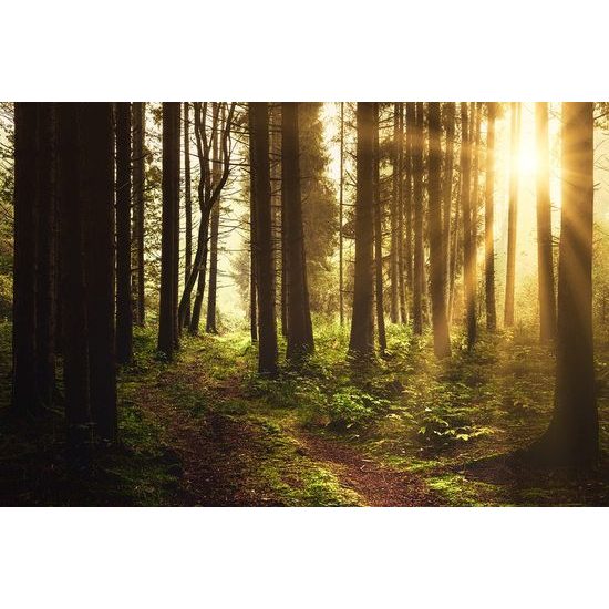 Fototapeta les v ranních paprscích slunce