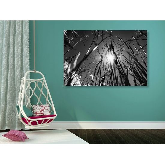 Obraz umělecká louka v černobílém provedení