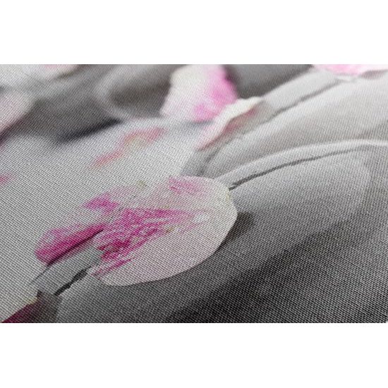 Obraz lupínky květu na zen kamenech