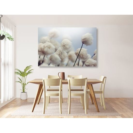 Obraz květiny bavlníku ve větru