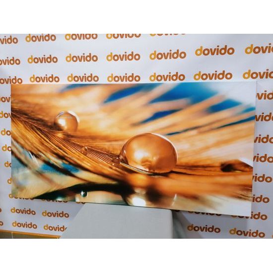 Obraz ranní rosa na zlatém pírku