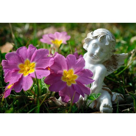 Obraz anděl na rozkvetlé louce