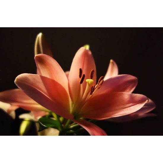 Samolepící fototapeta okouzlující detail růžové lilie