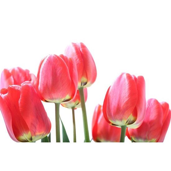 Fototapeta elegantní tulipány