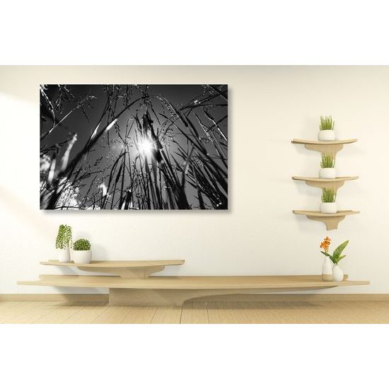 Obraz umělecká louka v černobílém provedení