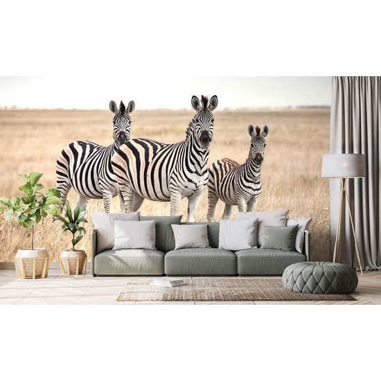 Samolepící fototapeta Zebra rodinka