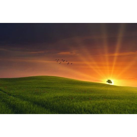 Fototapeta pohádková louka se zapadajícím sluncem