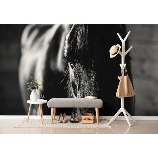 Originální černobílá samolepící fototapeta vznešený kůň