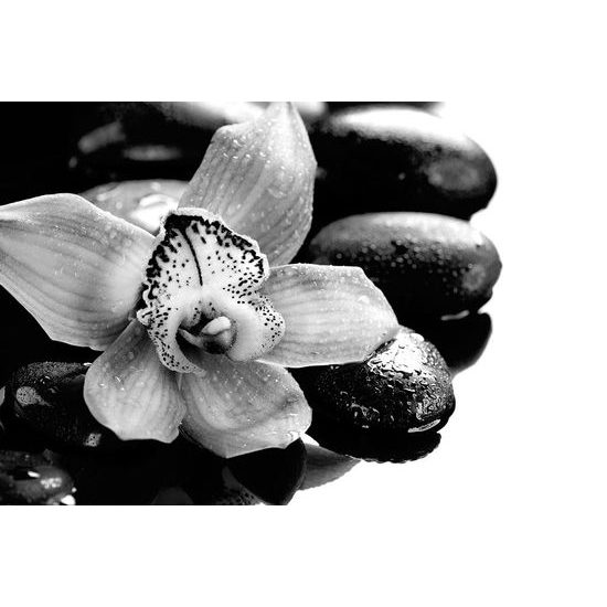 Samolepící fototapeta detail tropické orchideje v černobílém provedení