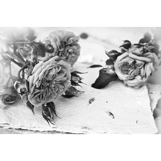 Okouzlující samolepící fototapeta černobílé růže na pergamenu