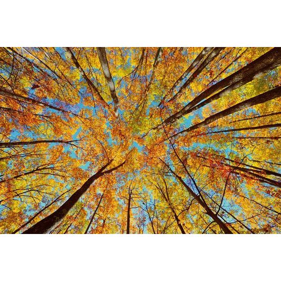 Samolepící fototapeta koruny stromů v podzimních barvách