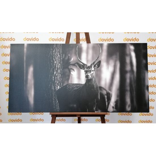 Obraz krásný jelen v černobílém provedení