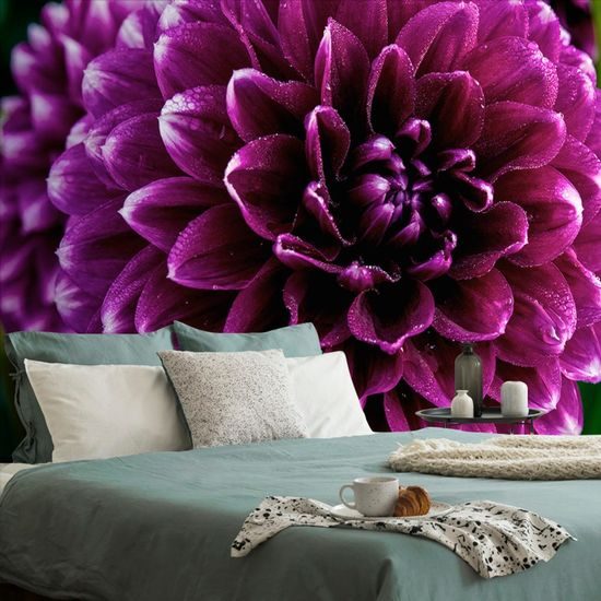 Samolepící fototapeta nádherná fialová dália