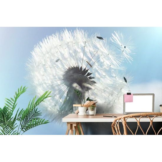 Tapeta lehkost pampelišky