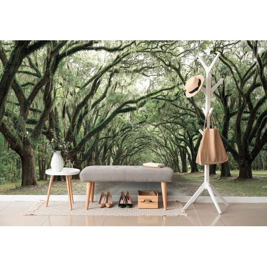 Samolepící fototapeta starý les