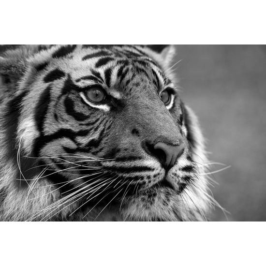Obraz majestátní tygr v černobílém provedení