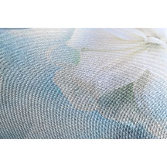 Obraz sněhobílá lilie