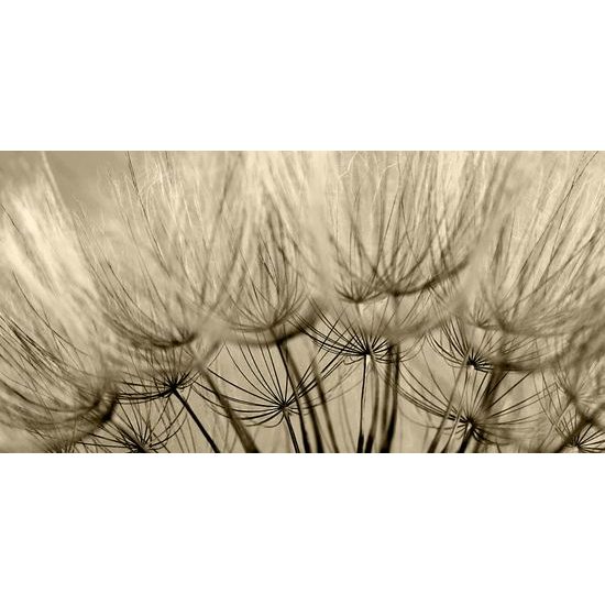 Obraz přesný detail pampelišky v sépiovém provedení