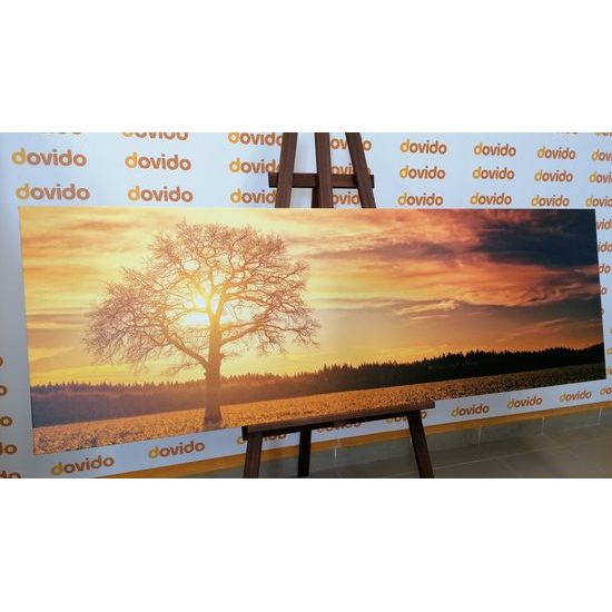 Obraz slunce zapadající za les