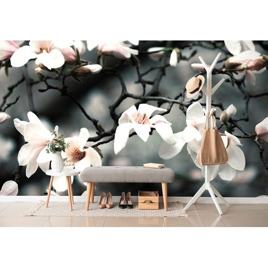 Fototapeta kvetoucí magnolie