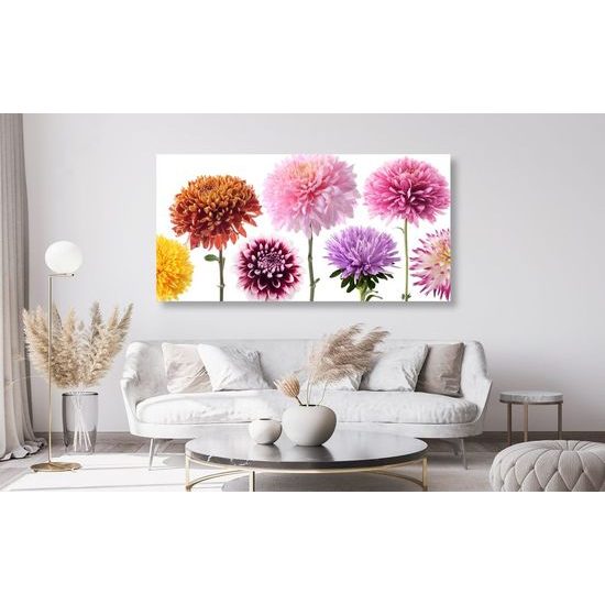 Obraz květiny dálí v různých barvách