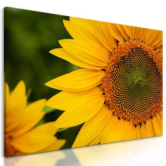 Obraz detail slunečnice
