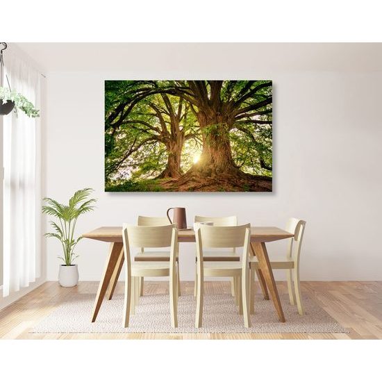 Obraz kouzlo mohutných stromů