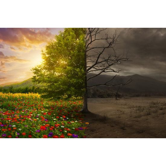 Obraz dva pohledy na strom