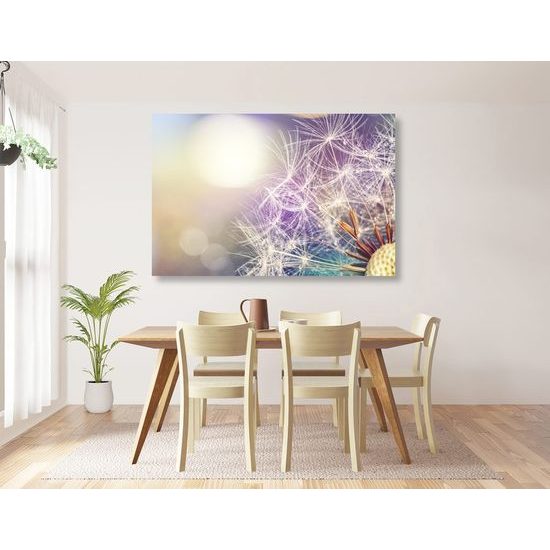 Obraz krása rozkvetlé pampelišky