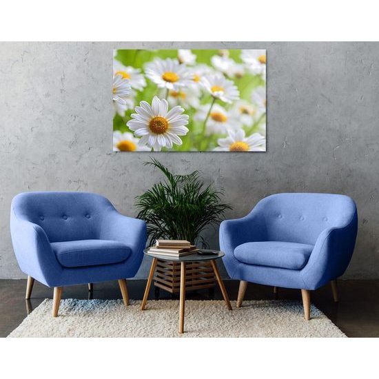 Obraz překrásné sedmikrásky