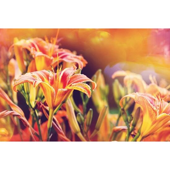 Nádherná samolepící fototapeta oranžové květiny