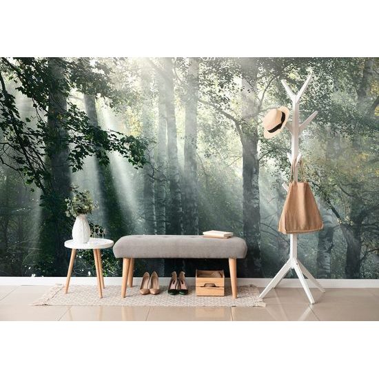 Samolepící fototapeta paprsky slunce v lese