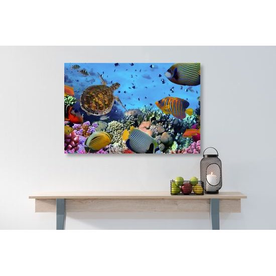 Obraz svět pod mořskou hladinou