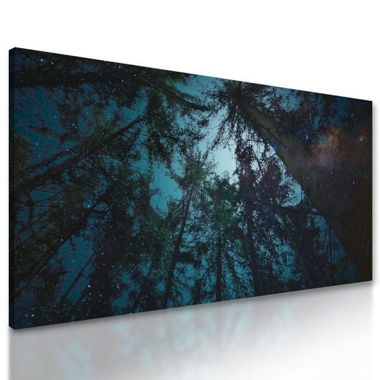 Obraz noční obloha mezi korunami stromů