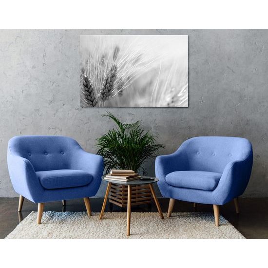 Obraz detail pšenice v černobílém provedení