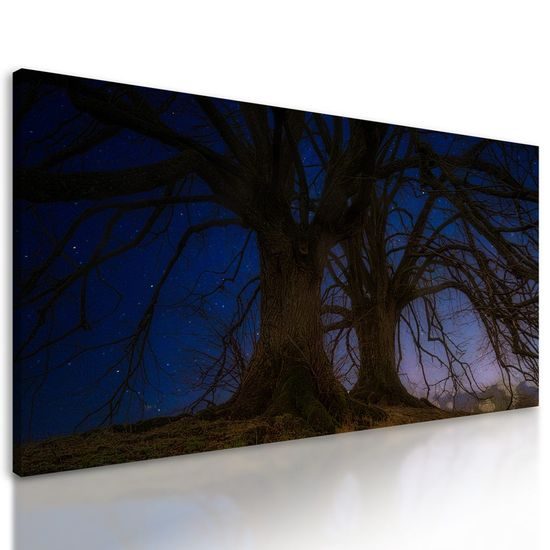 Obraz magické stromy pod noční oblohou