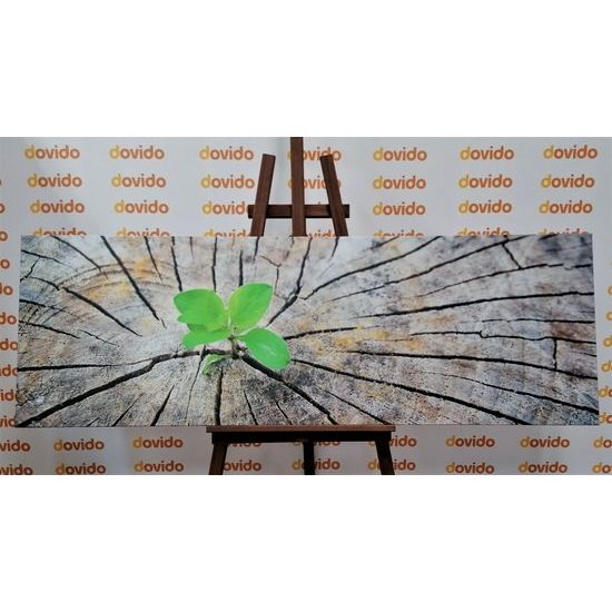 Obraz zrození zelené rostliny