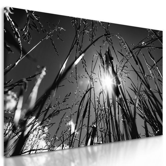 Obraz umělecká louka v černobílém provedení