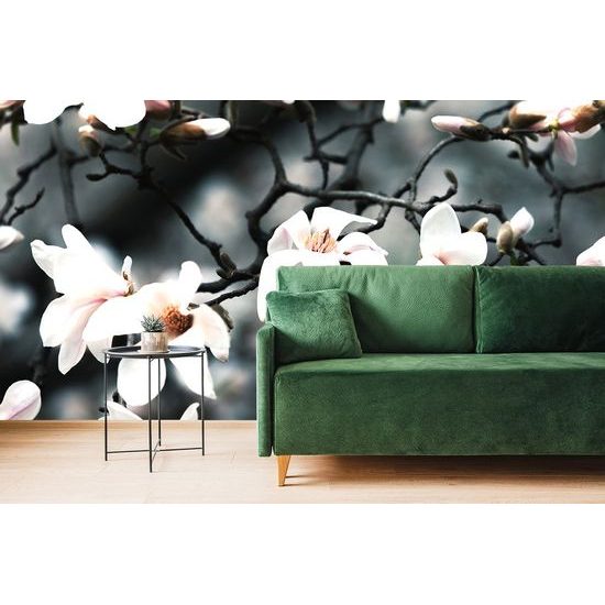 Fototapeta kvetoucí magnolie