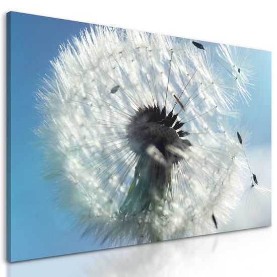 Obraz lehkost pampelišky