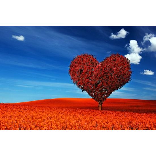 Samolepící tapeta strom ve tvaru srdce uprostřed louky