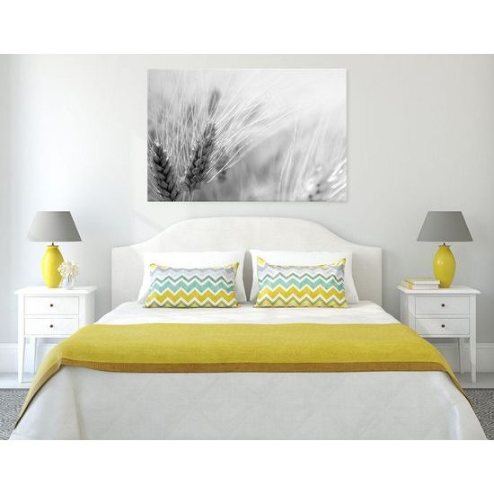 Obraz detail pšenice v černobílém provedení