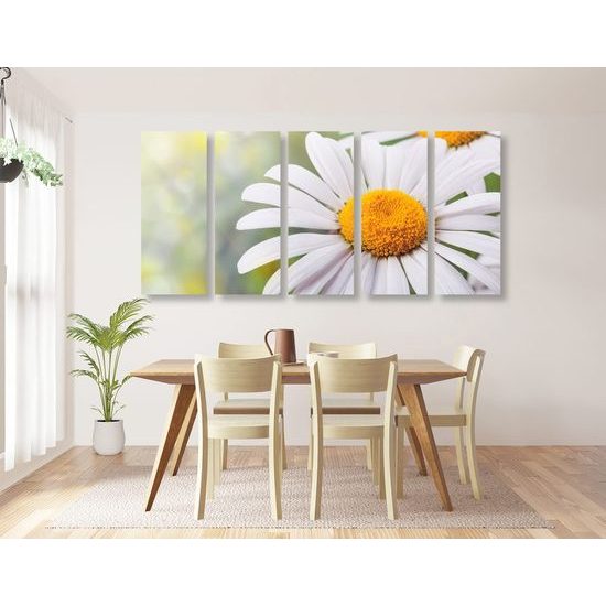 5-dílný obraz rozkvetlé kopretiny