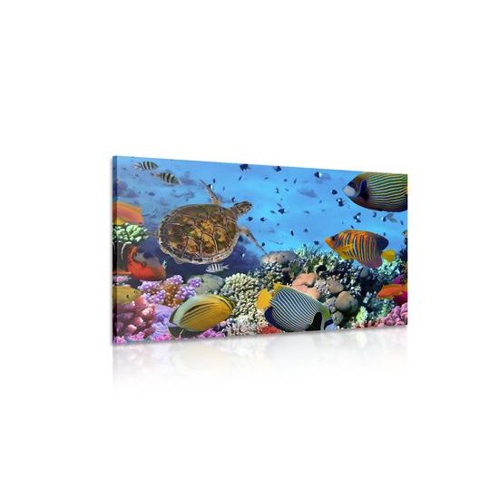 Obraz svět pod mořskou hladinou