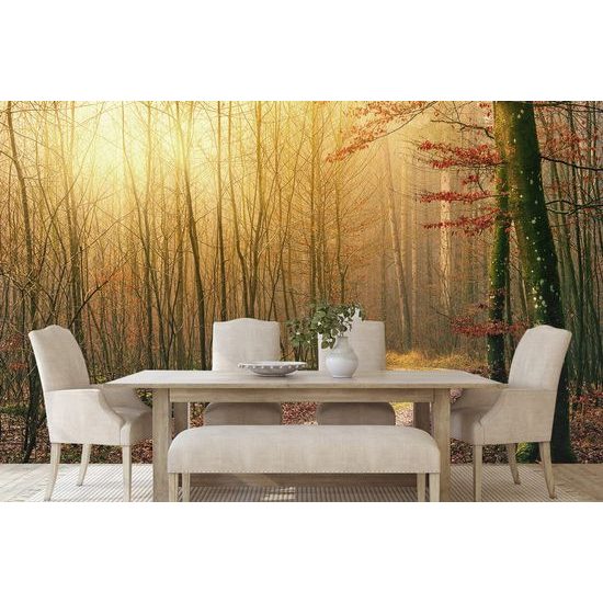 Fototapeta pohádková cesta lesem